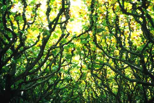 Plane trees, La Seu D'Urgell, Spain